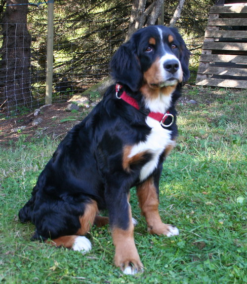 aila