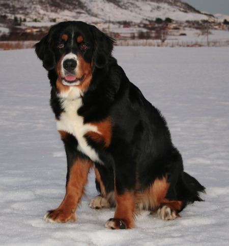 aila