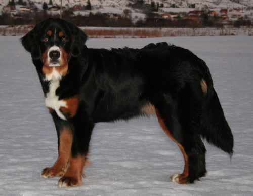 aila