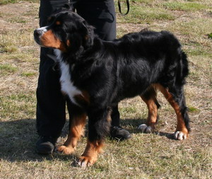 aila