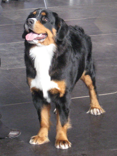 aila