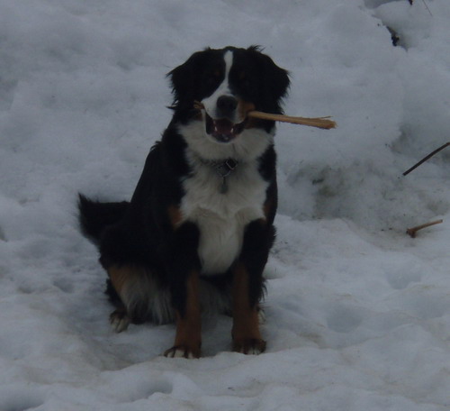 akita
