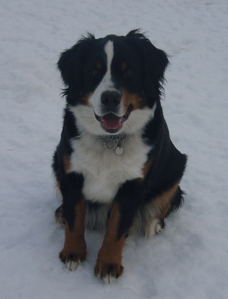 akita