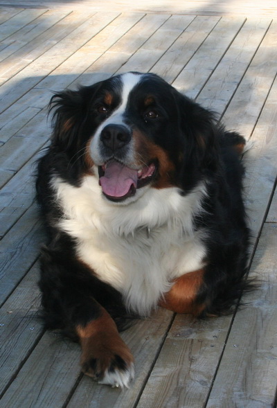 Akita