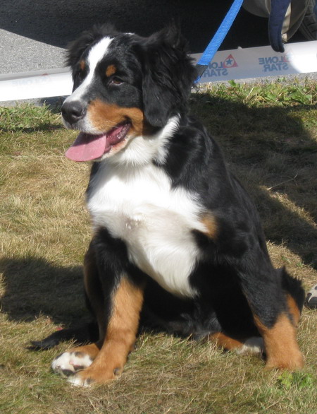 akita