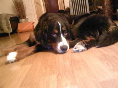 lady