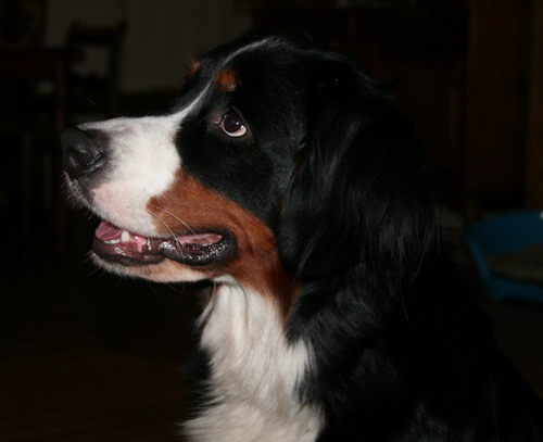 lady