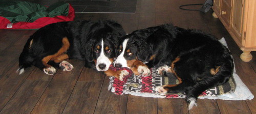 teodor og aurora