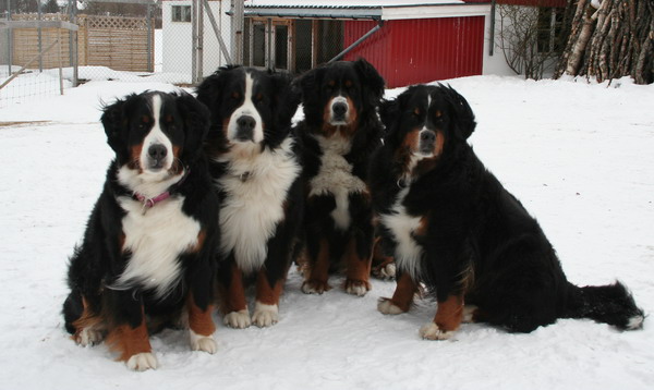 Aurora, Ailo, Aila og Hamina