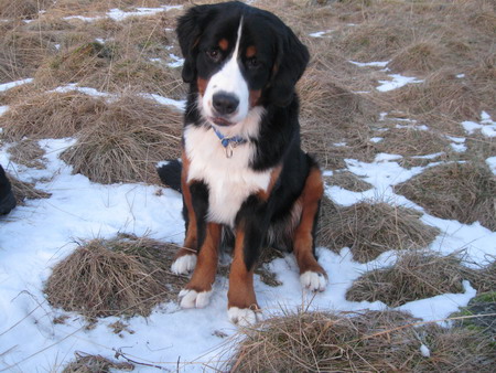 teodor