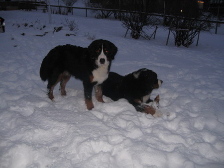 teodor