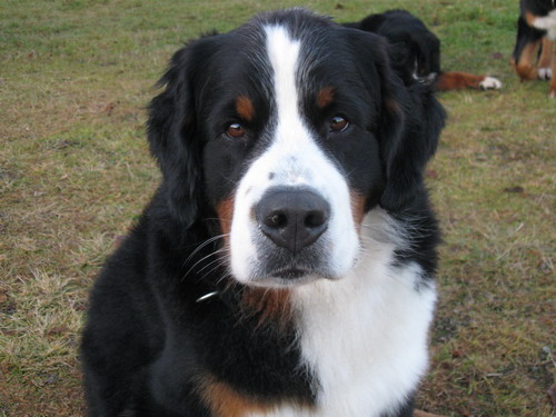 ailo