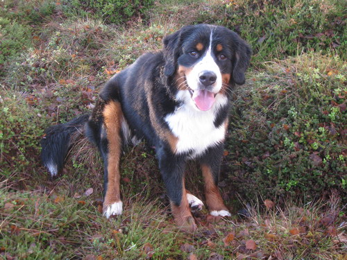 teodor