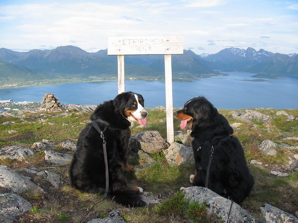 På Steiraheia