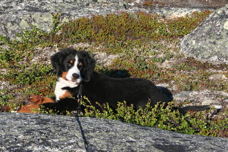 teodor