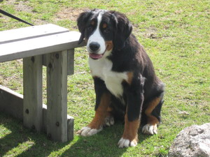 teodor