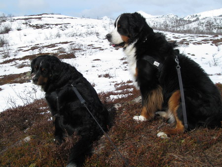 mina og ailo