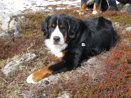 teodor
