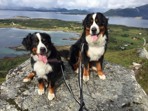 aurora og mikkel