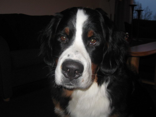 ailo