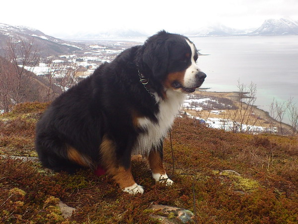 ailo