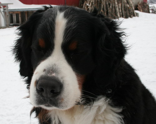 Ailo