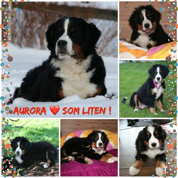 Aurora