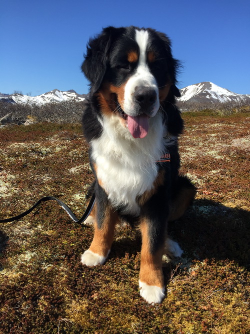 Mikkel