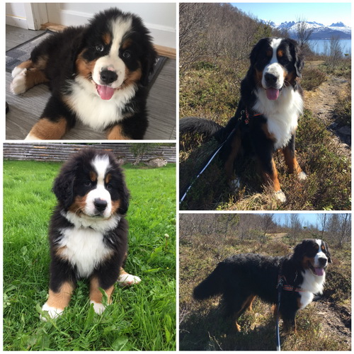 Mikkel