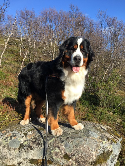 mikkel