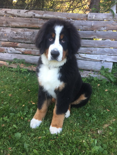 Mikkel