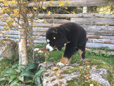 Mikkel