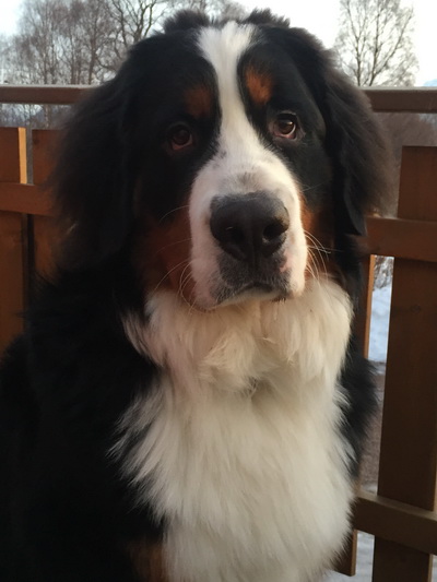 Mikkel