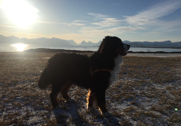 Mikkel