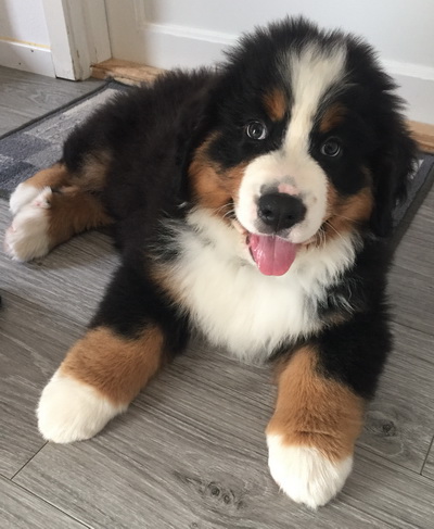Mikkel