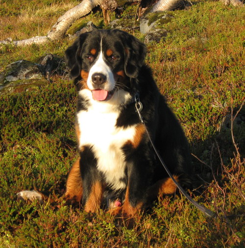 teodor