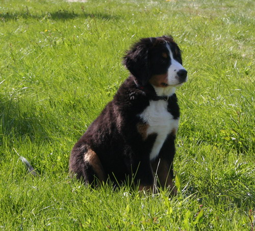 teodor