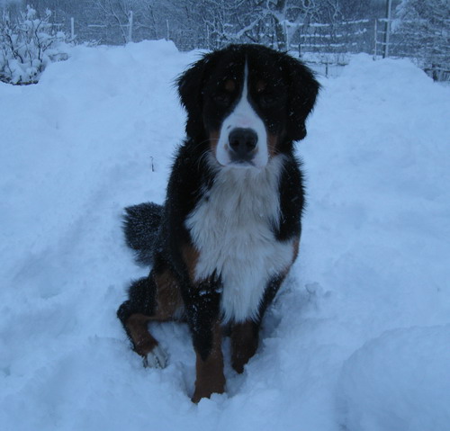 teodor