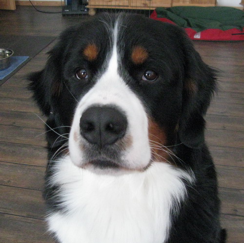 teodor