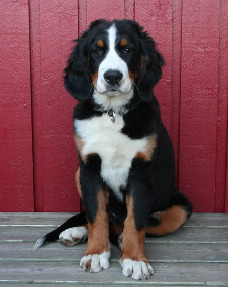 teodor
