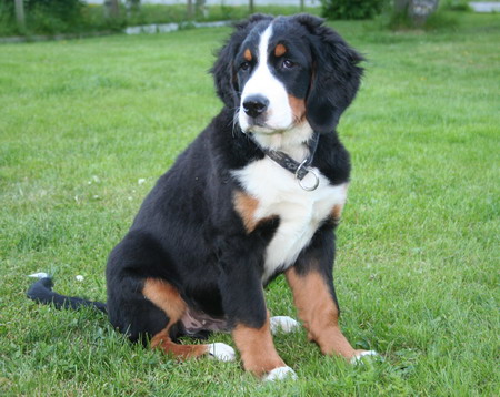 teodor