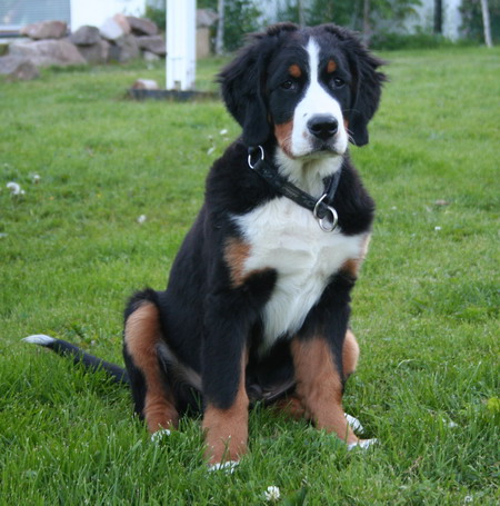 teodor