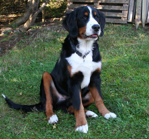 teodor