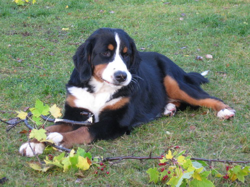 teodor