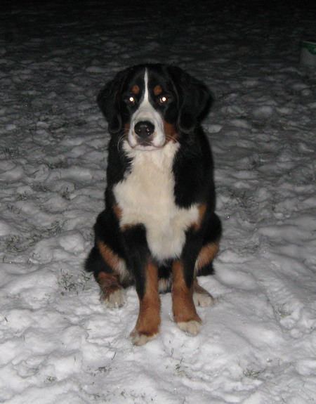 teodor