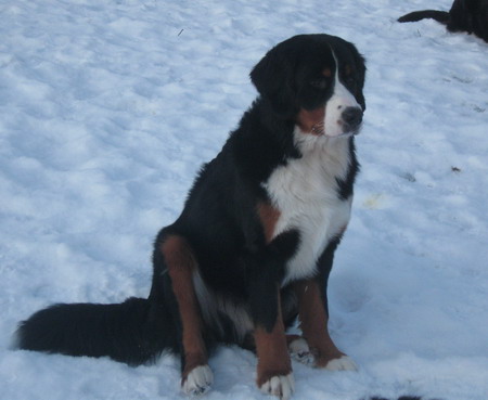 teodor