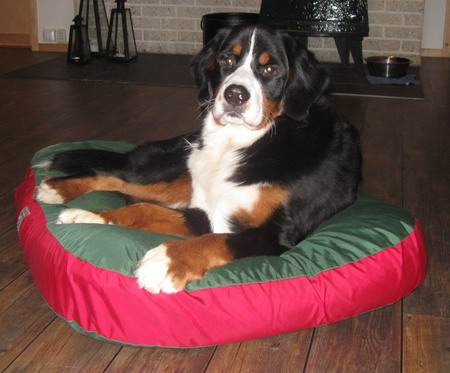 teodor