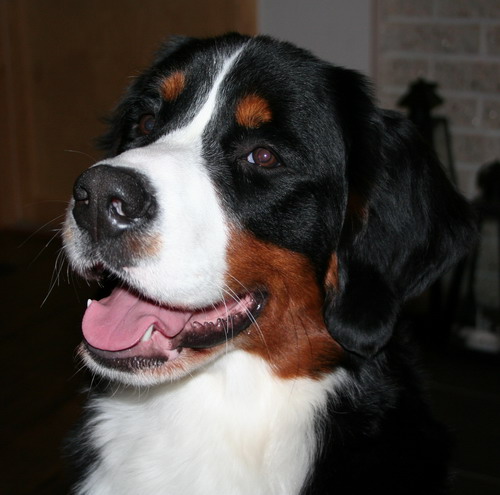 teodor