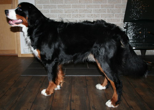 teodor