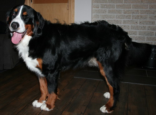 teodor